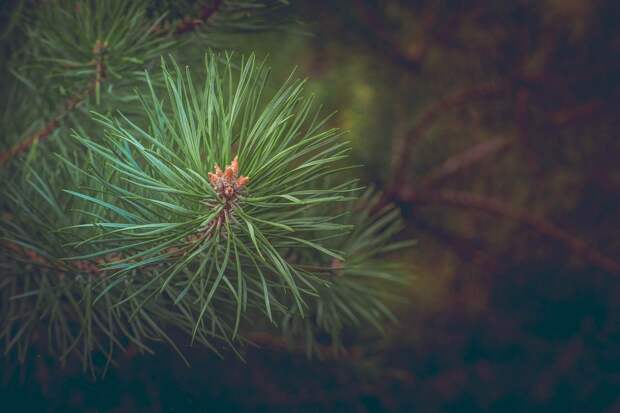 pine-463469_1920 alt