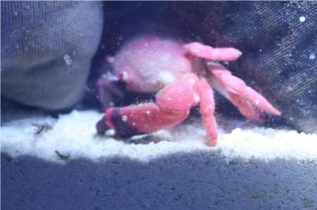 Клубничный краб (англ. Strawberry crab)
