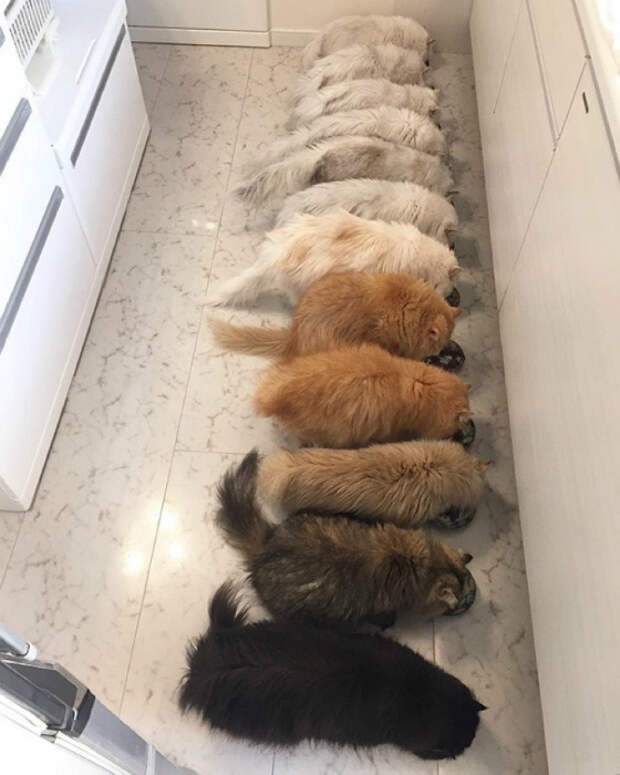 Ровный строй котов.
