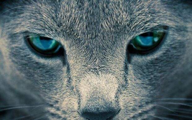 Окружающий мир, глазами кошки, как видят кошки, почему горят глаза