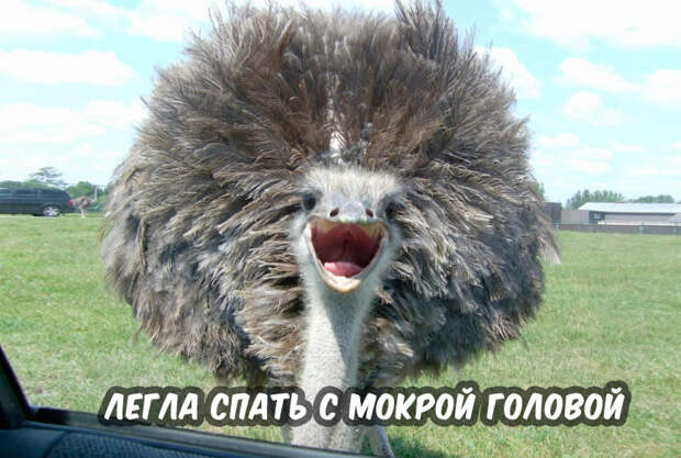 Самая веселая подборка прикольных картинок