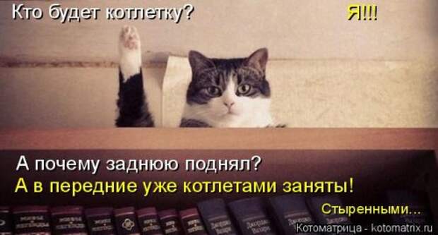 Свежая котоматрица (33 фото)
