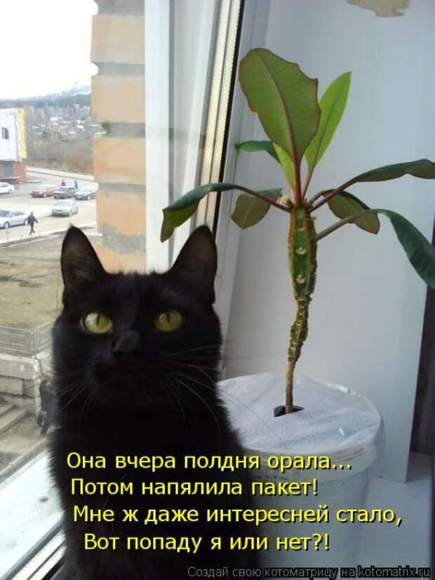 Лучшие котоматрицы недели (50 фото)