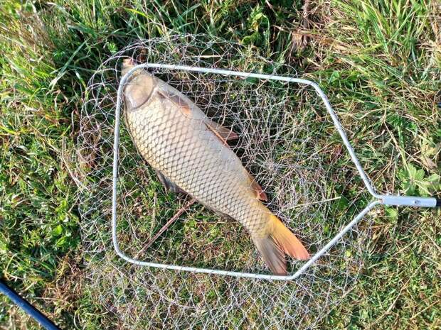 Советы по ловле карпа весной