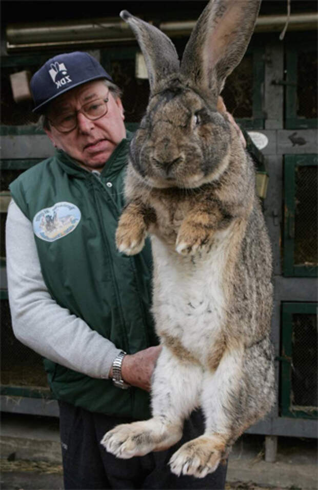 Фландр Это самая крупная порода кроликов, прозванная на родине бельгийским великаном. Фландры могут весить 25 килограмм и способны самостоятельно начистить морду любой лисице, которая будет иметь глупость сунуться в крольчатник.