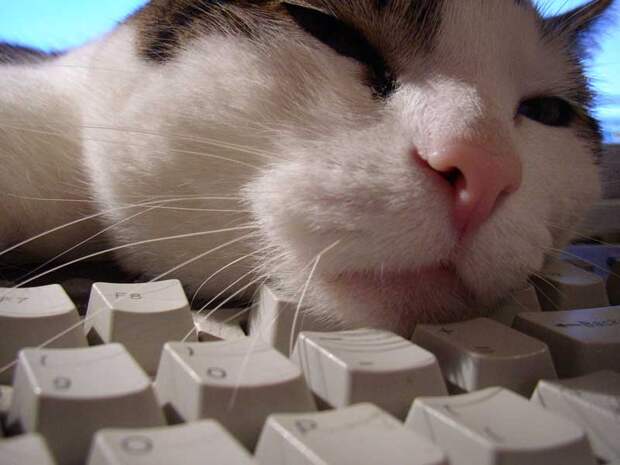 кот на клавиатуре