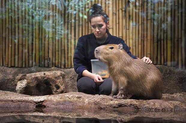 Владелец парка "Тайган" Зубков объяснил, почему капибары стоят 2 млн рублей
