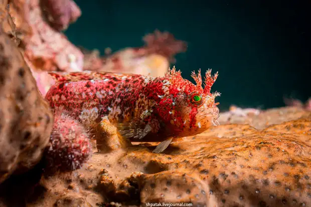 ����������� ������� �����