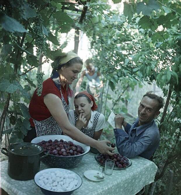 Варенье из фруктов собственного сада Всеволод Тарасевич, июль 1957 года, Грузинская ССР, г. Рустави, МАММ/МДФ.