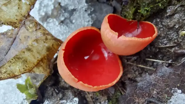 В долине реки Сходни обнаружили редкий гриб