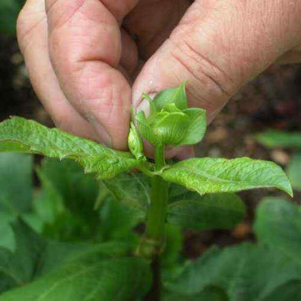 disbudding3 (500x500, 14Kb)