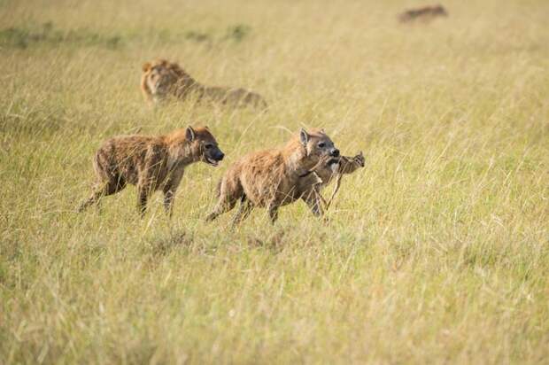 Стая гиен пыталась отнять добычу у двух львов гиена, животные, лев