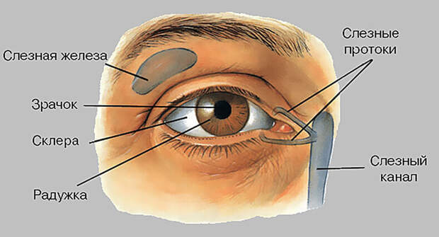 Как устроена и как работает слеза