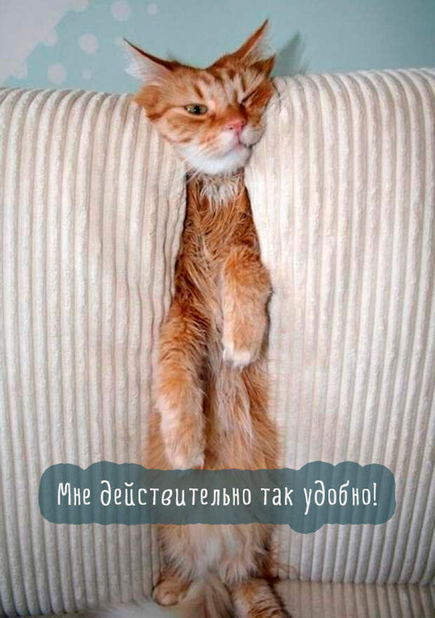 рыжий кот застрял в диване рыжий кот застрял в диване