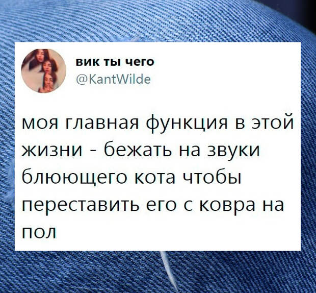 изображение: Моя главная функция в этой жизни - бежать на звуки блюющего кота, чтобы переставить его с ковра на пол. #Прикол