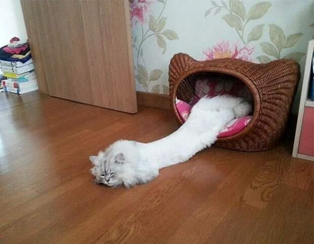 Фотография: Притяженья больше нет: 30 котиков, которые плевать хотели на законы физики №26 - BigPicture.ru