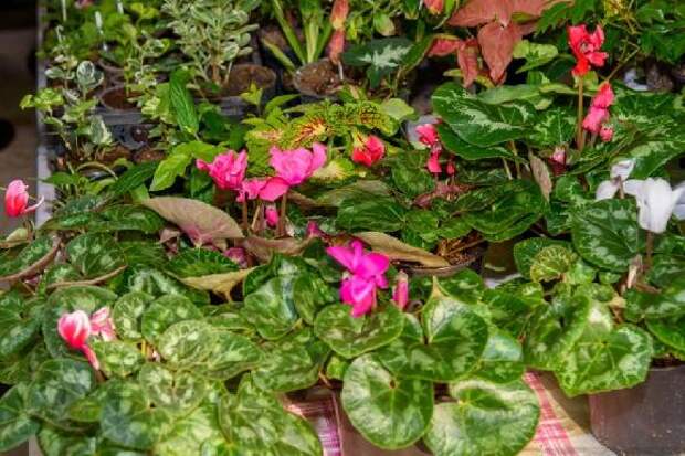 В Тамбове пройдёт выставка комнатных цветов