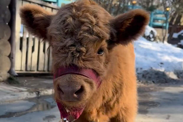В зоопарке Новосибирска родилась хайлендская телка