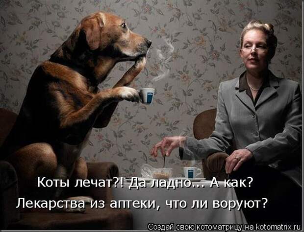 Лучшие котоматрицы недели Лучшие котоматрицы недели