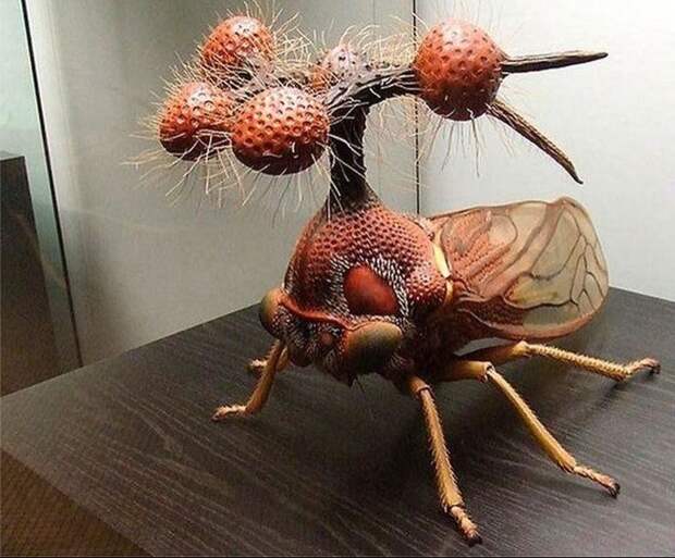 Бразильская горбатка насекомые, странные, ужасные, уродливые