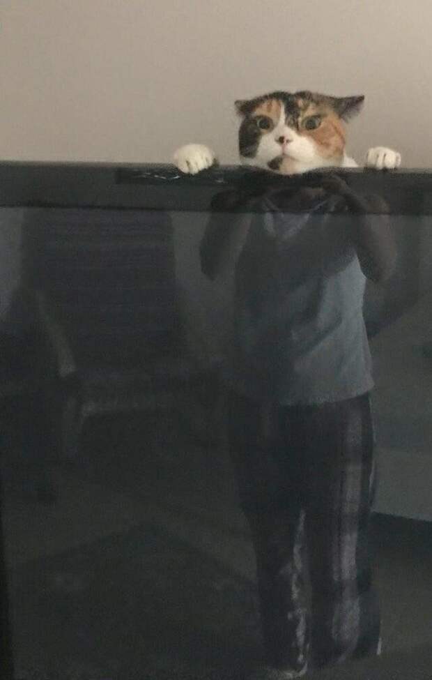 Жена прислала фото нашего кота Жена прислала фото нашего кота