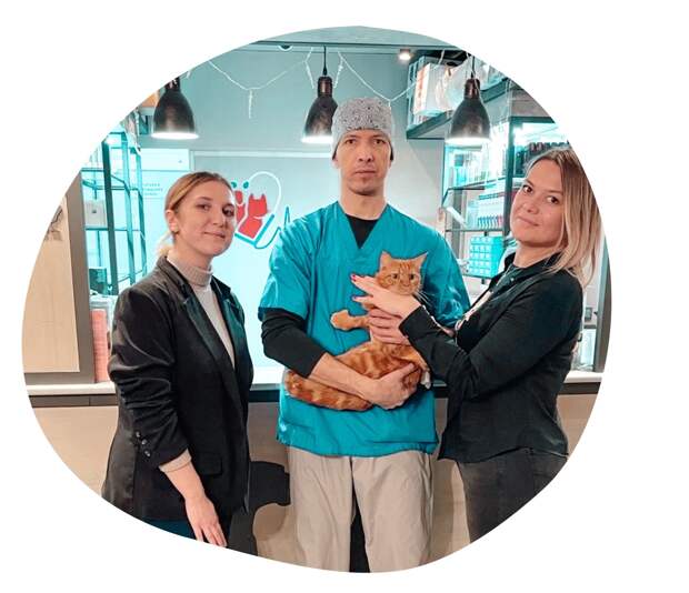 Нижегородские ветеринары спасли кота, съевшего кусок резинового ковра