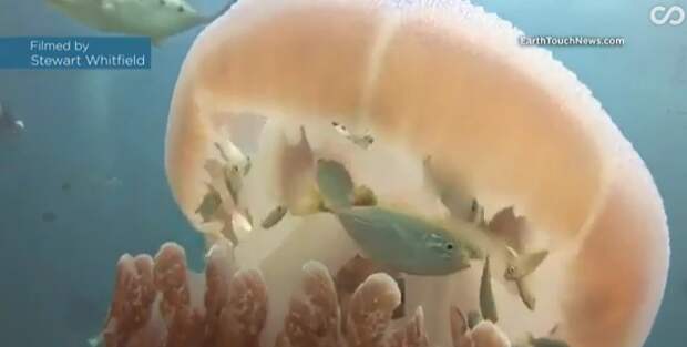 20. Мелкие рыбешки используют медузу в качестве укрытия от хищников вокруг света, интересное, фото