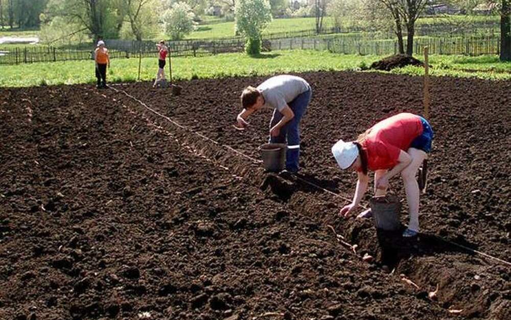 А ты посадил картошку картинки плакаты