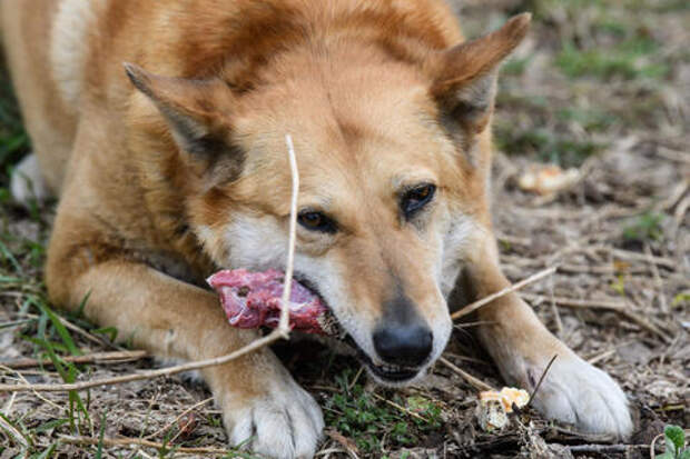 В окрестностях Сочи стая бродячих собак терроризирует местных: люди боятся выходить на улицу
