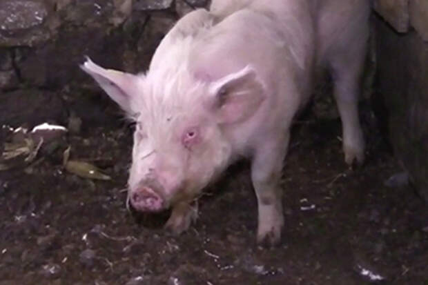 Злая свинка. Свинья агрессивна. Свинья агрессивна. Злой поросенок. Кабан боров хряк свинья.