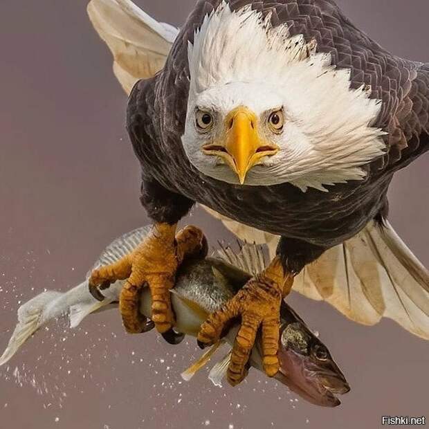 669ebcc248f9aea0e008b0432e326a19 (600x600, 191Kb)