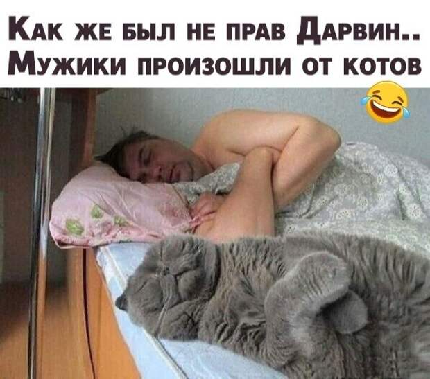 Дарвин и коты ) Дарвин и коты )