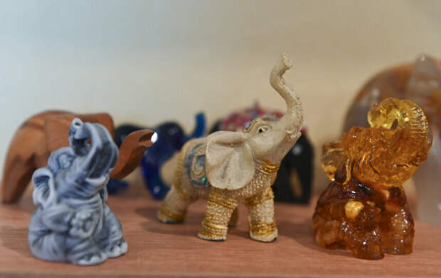 Хобот вверх: петербурженка приютила дома 50 слонов