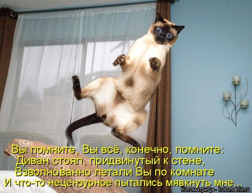 Свежая и прикольная котоматрица (32 фото)