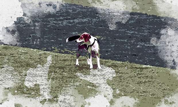 Пушистые и пернатые звёзды орловских соцсетей 2025 года