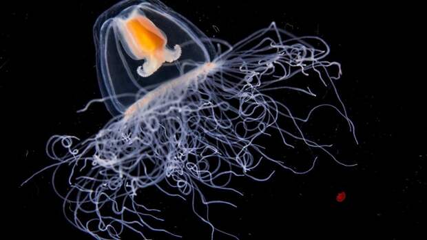 5 фото бессмертной медузы Turritopsis Nutricula, которая знает секрет вечной молодости