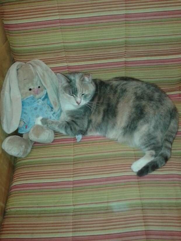 кошка с игрушкой