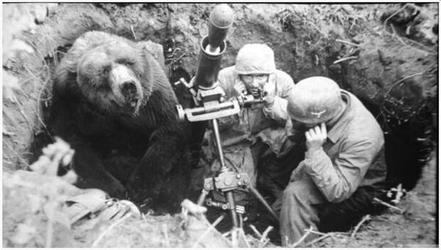 А это боевой медведь Войтек. Он официально числился в польской армии и принимал участие в военных действиях в Италии, но это уже отдельная большая история.