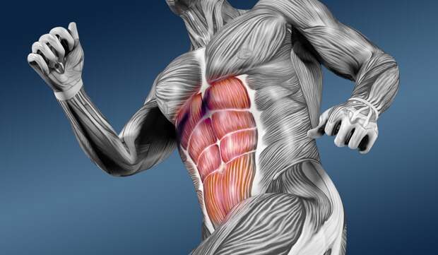 Прямая мышца живота — биомеханика работы, функции и лучшие упражнения