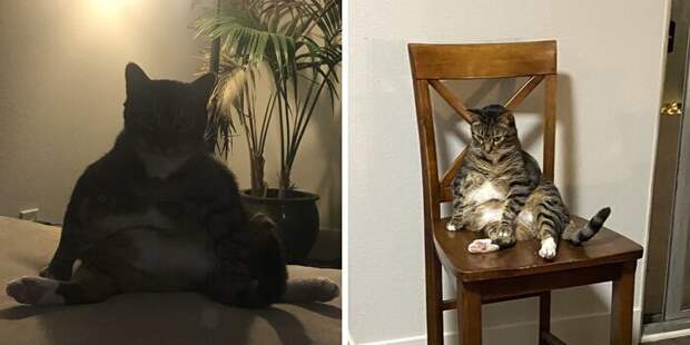 Кошки, которые научились вести себя как люди