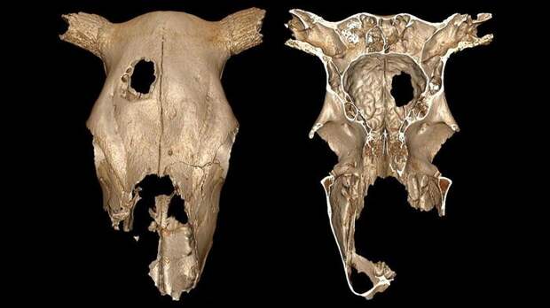 Люди делали трепанацию черепа коровам 5 тыс. лет назад
