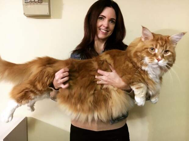 Пара купила крохотного котенка, а он вырос в самого длинного кота в мире