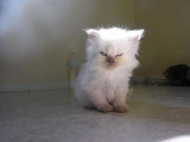 Картинки по запросу "фото сердитый котенок"