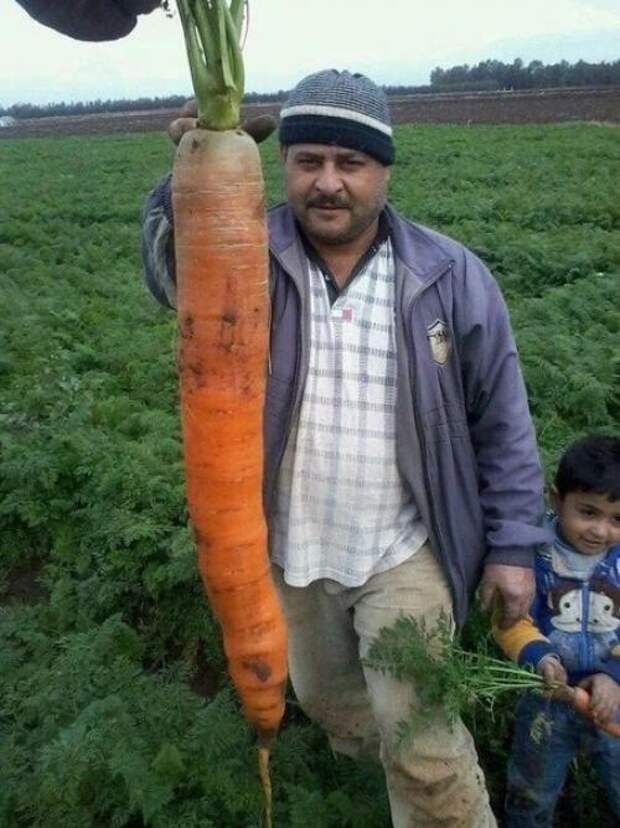 Рецепт подкормки, после которой морковь быстро идет в рост.