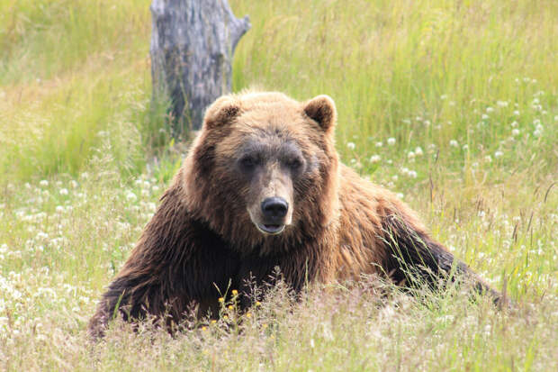 Очередной случай медвежьего трихинеллеза выявили на Сахалине