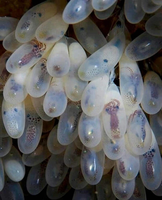 Сотни яиц осьминога.