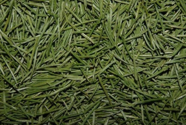 Врач рассказала, может ли быть аллергия на хвою