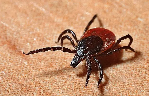 Семь случаев болезни Лайма зафиксировали в Подмосковье