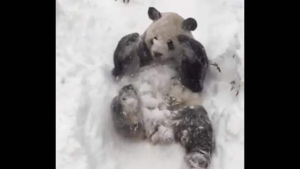Панды делают сальто на снегу