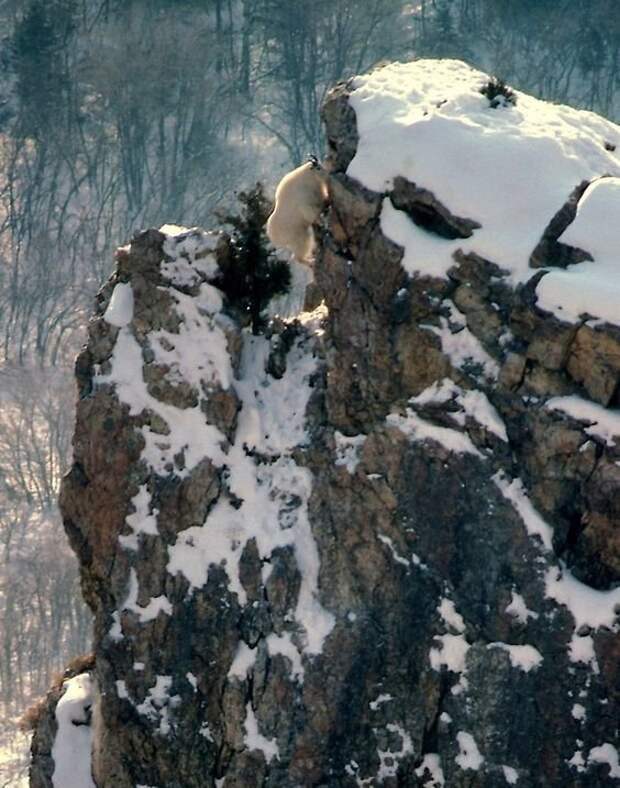 Козлы и горы - высший пилотаж, леденящий душу горные козлы, животные, удивительное, чудо. скалы